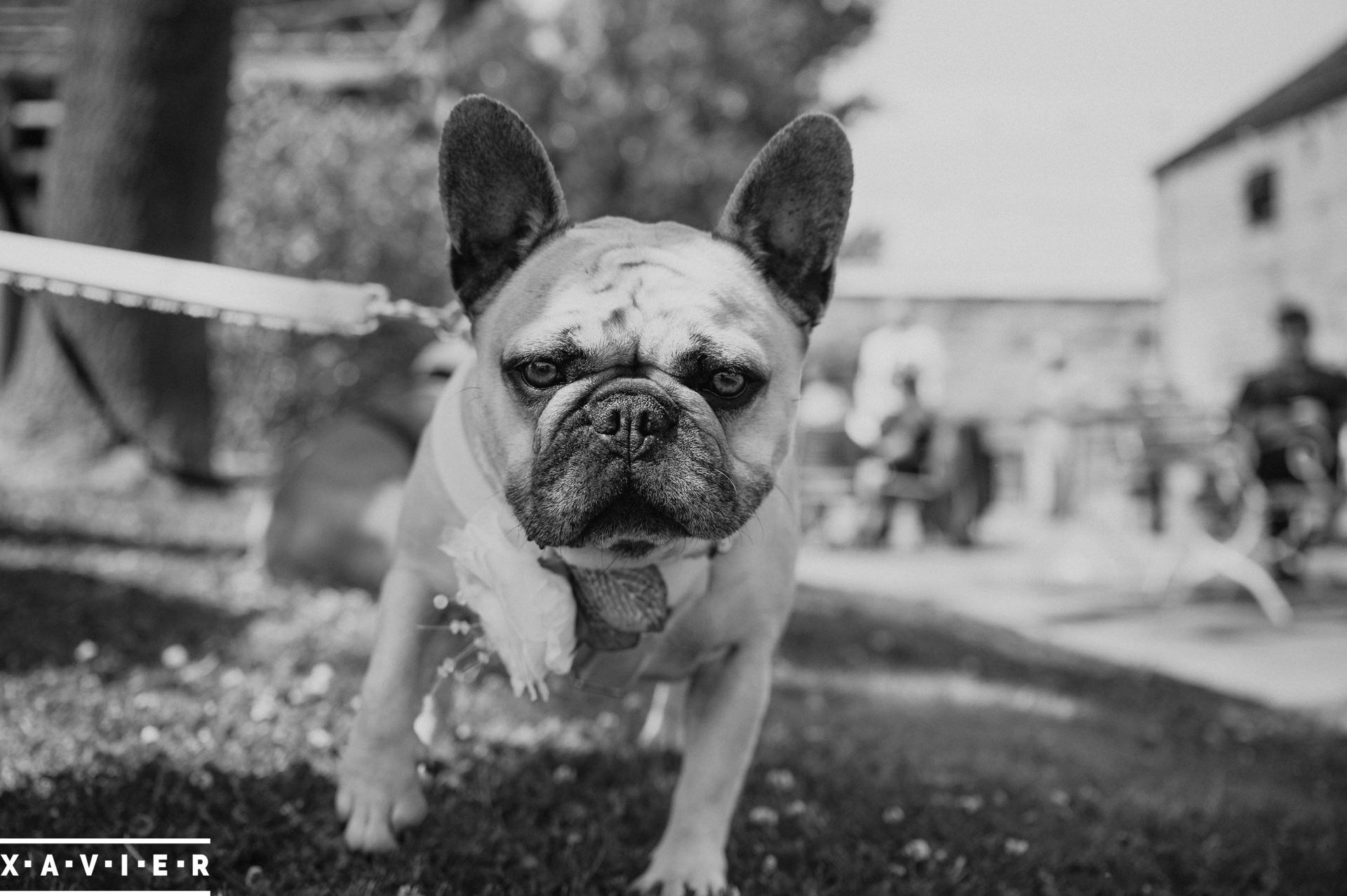 dog walks to the camera during the wedding reception